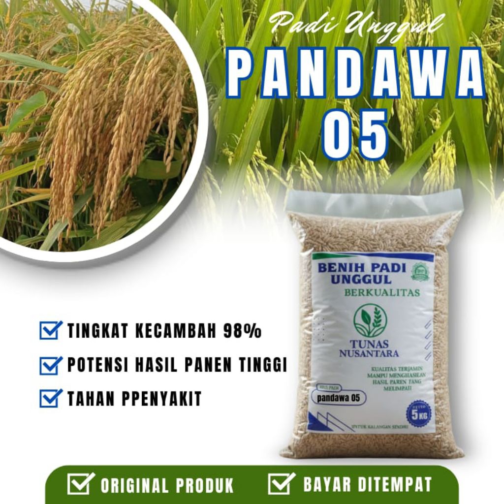 Benih padi unggul PANDAWA P05 kemasan 5kg original padi unggul berkualitas