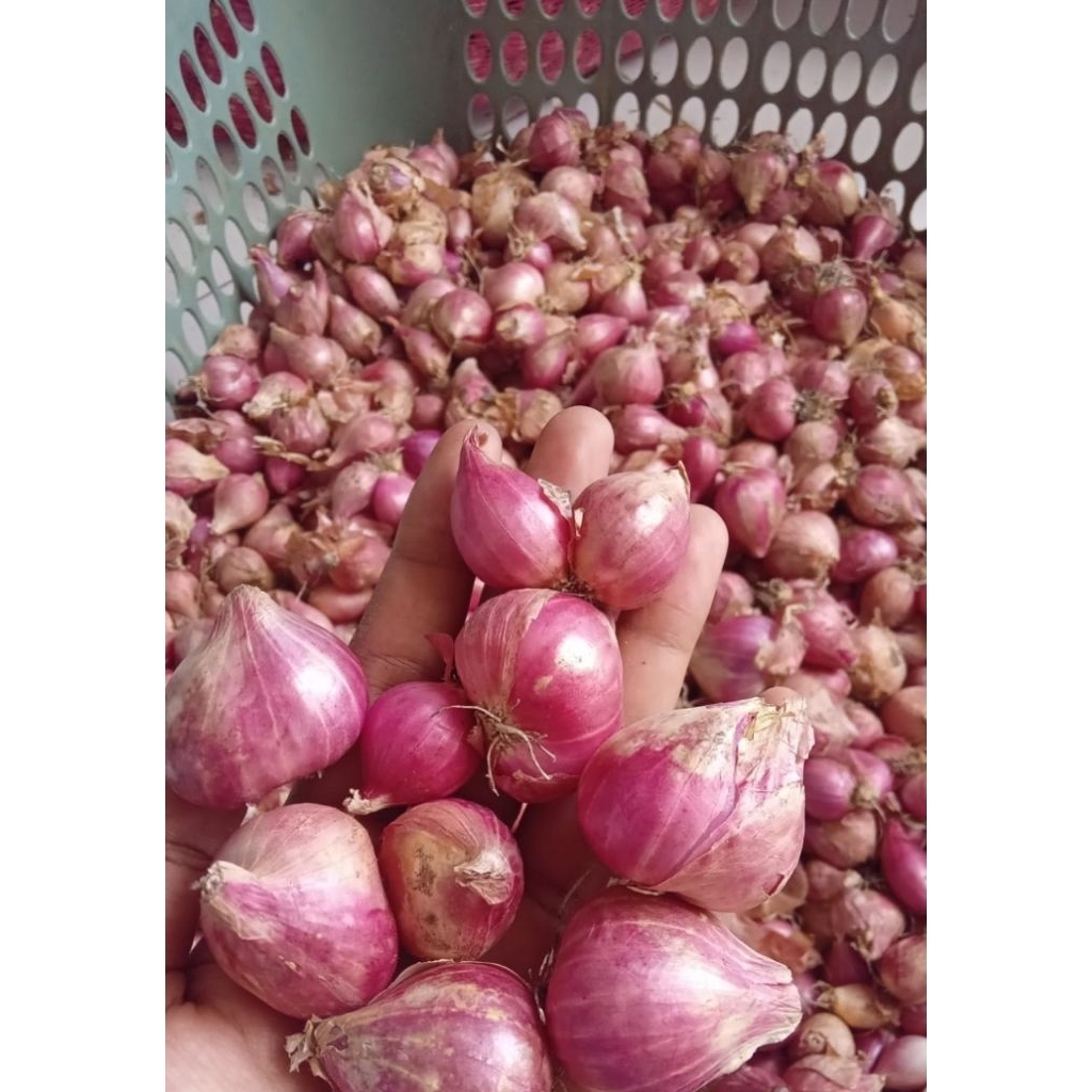 bawang merah jumbo