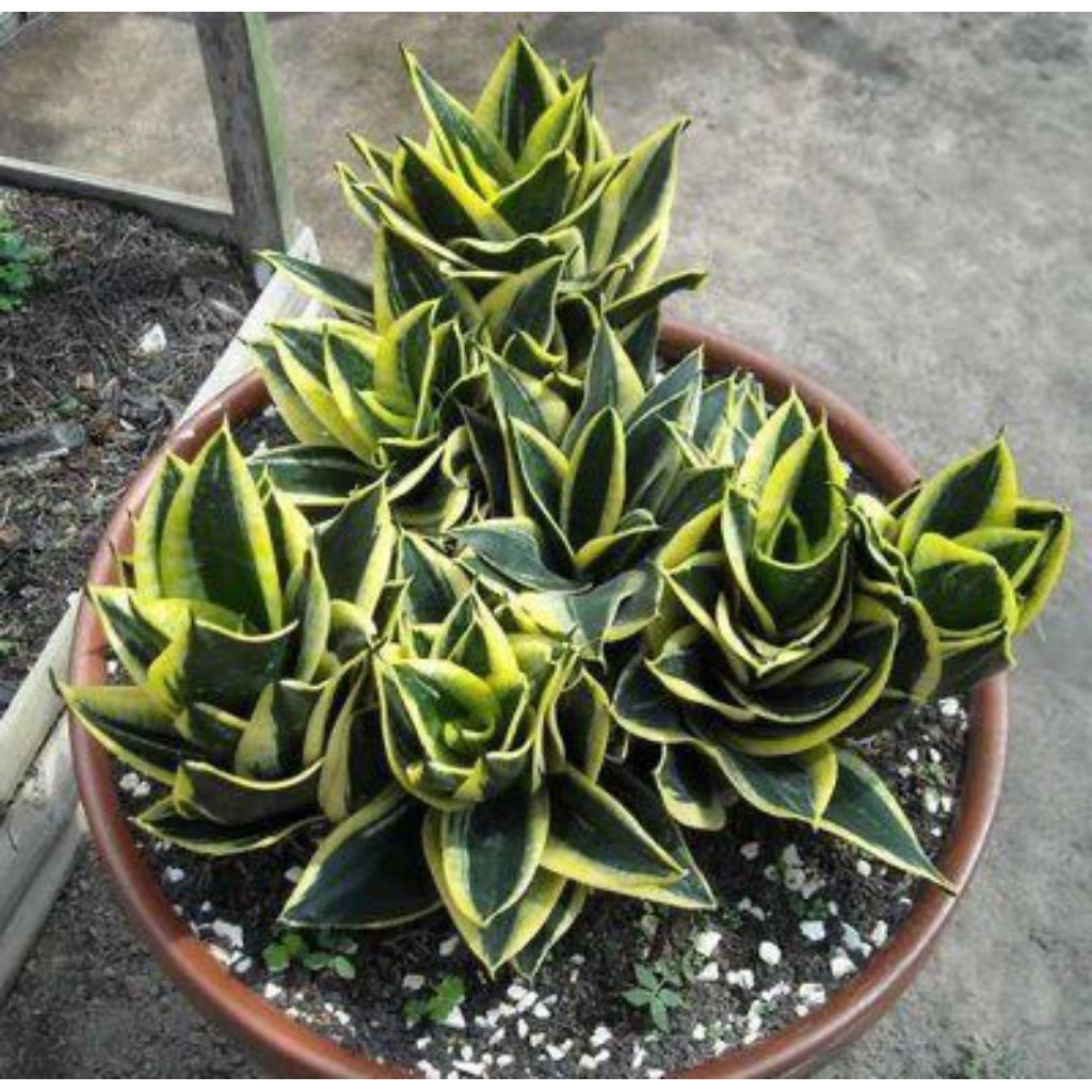 3 Lidah Mertua Pendek Cepat Rimbun