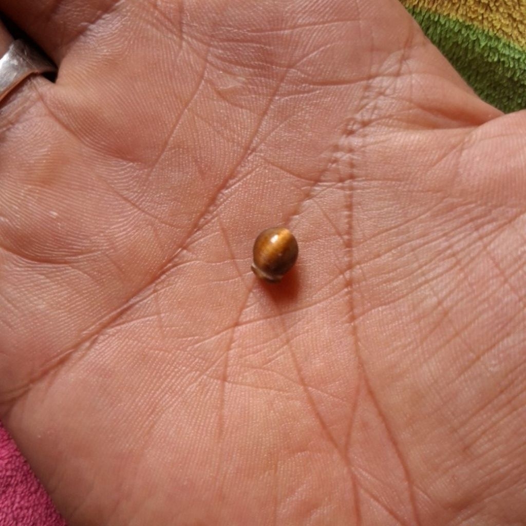 Tiger eye semula jadi