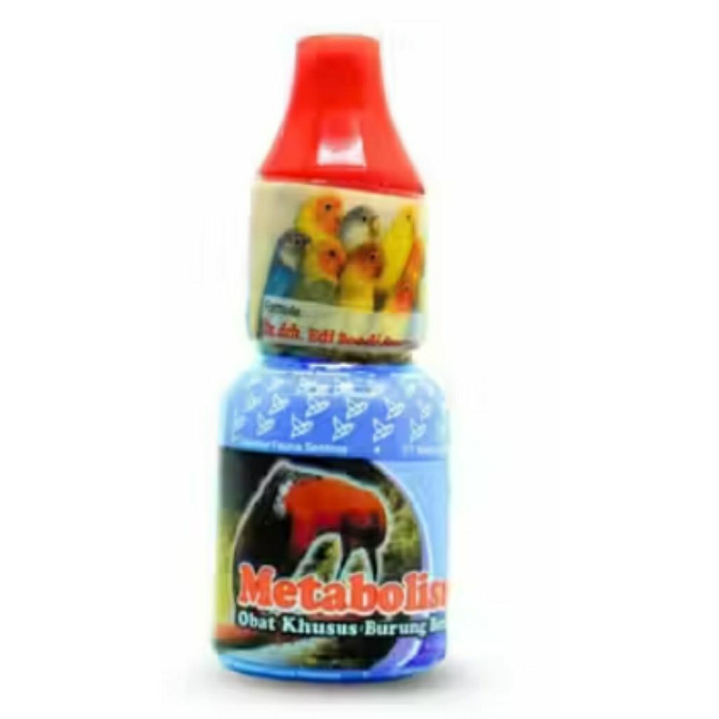 Metabolis burung berkicau penggacor aktif burung metabolisme