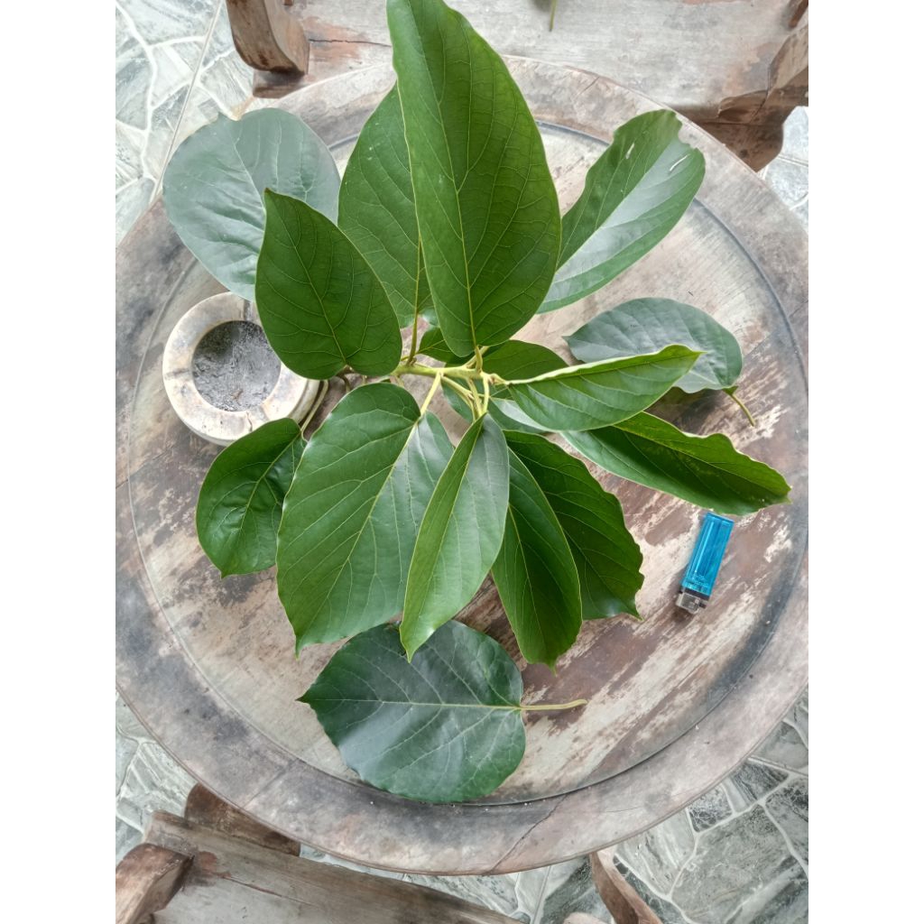 Entres alpukat sab034