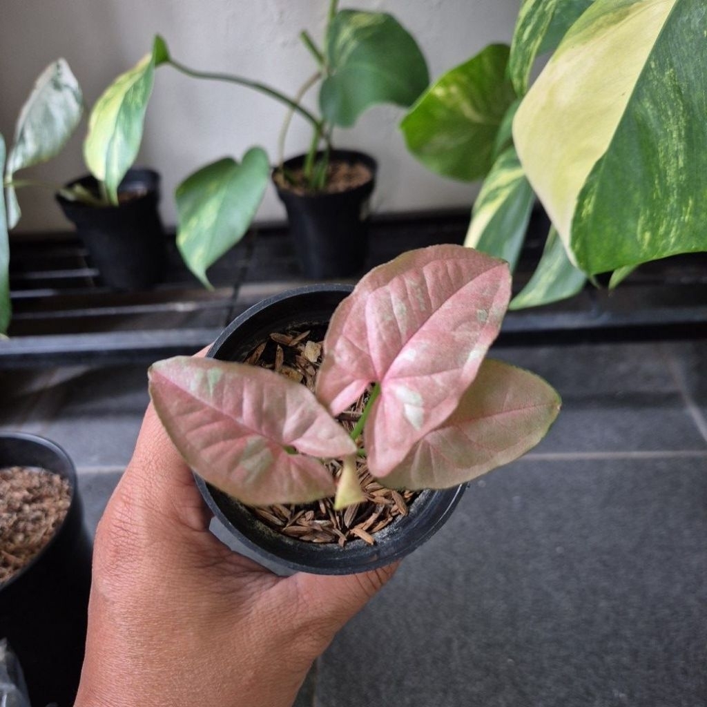 Syngonium Pink Candy - real Pic - baby - tanian lokal