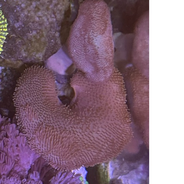 hiasan coral softies payungan coklat