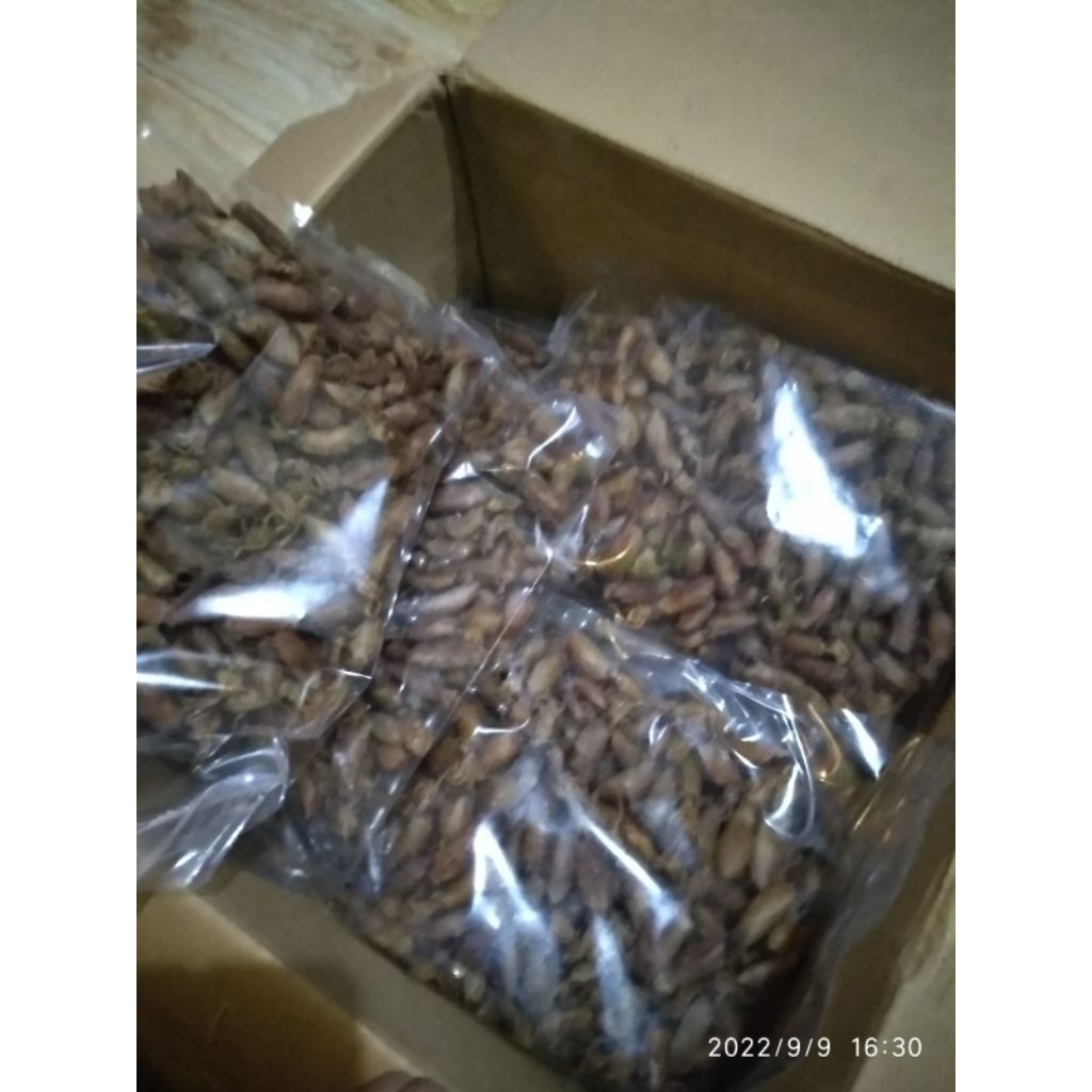 Cumi baby cumi bulat sotong kering kecil dan sedang tidak asin 500gr dari tanjung pinang