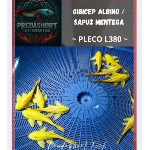 TERLARIS gibicep pleco L083 / sapu2 mentega bergaransi real 100%