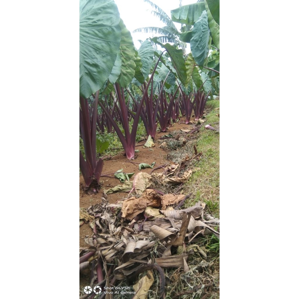 Talas Pratama 3/Talas Bogor (500) batang