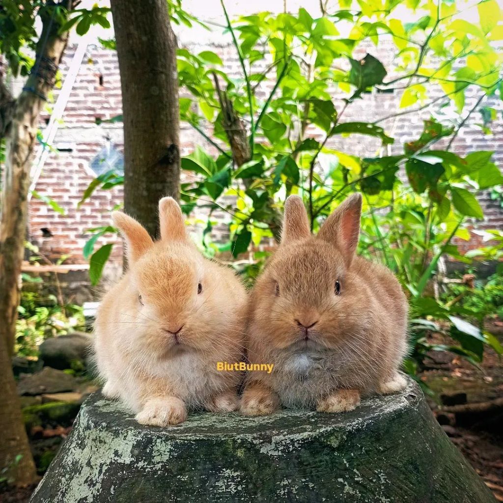 Anakan Kelinci hias Mini Netherland Dwarf
