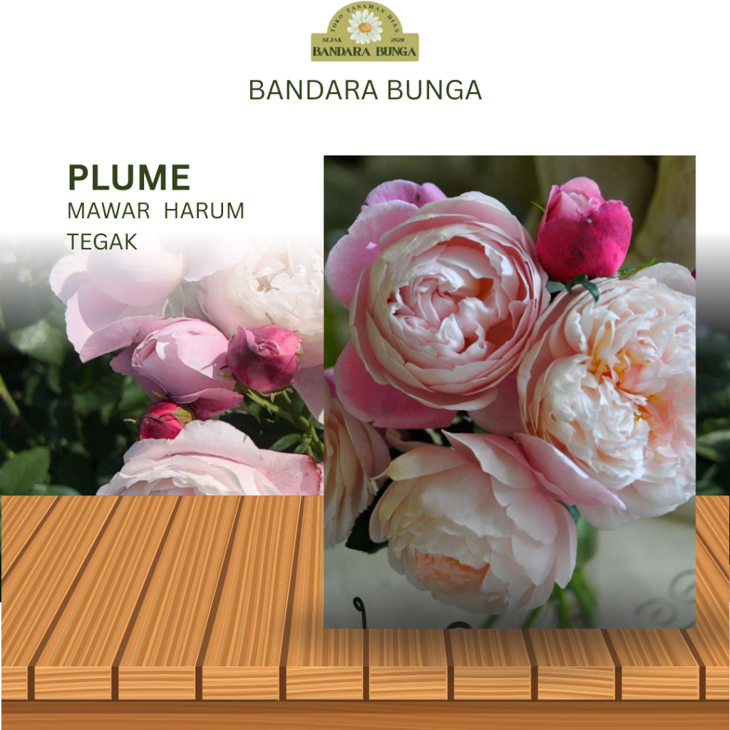 Mawar import PLUME mawar wangi mawar tegak
