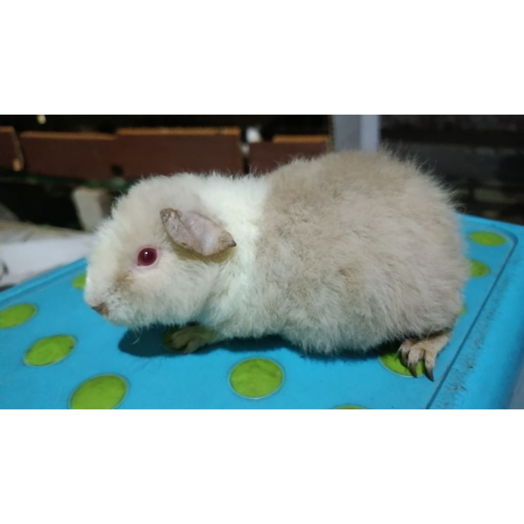 Guinea Pig teddy marmut hias jenis tedy