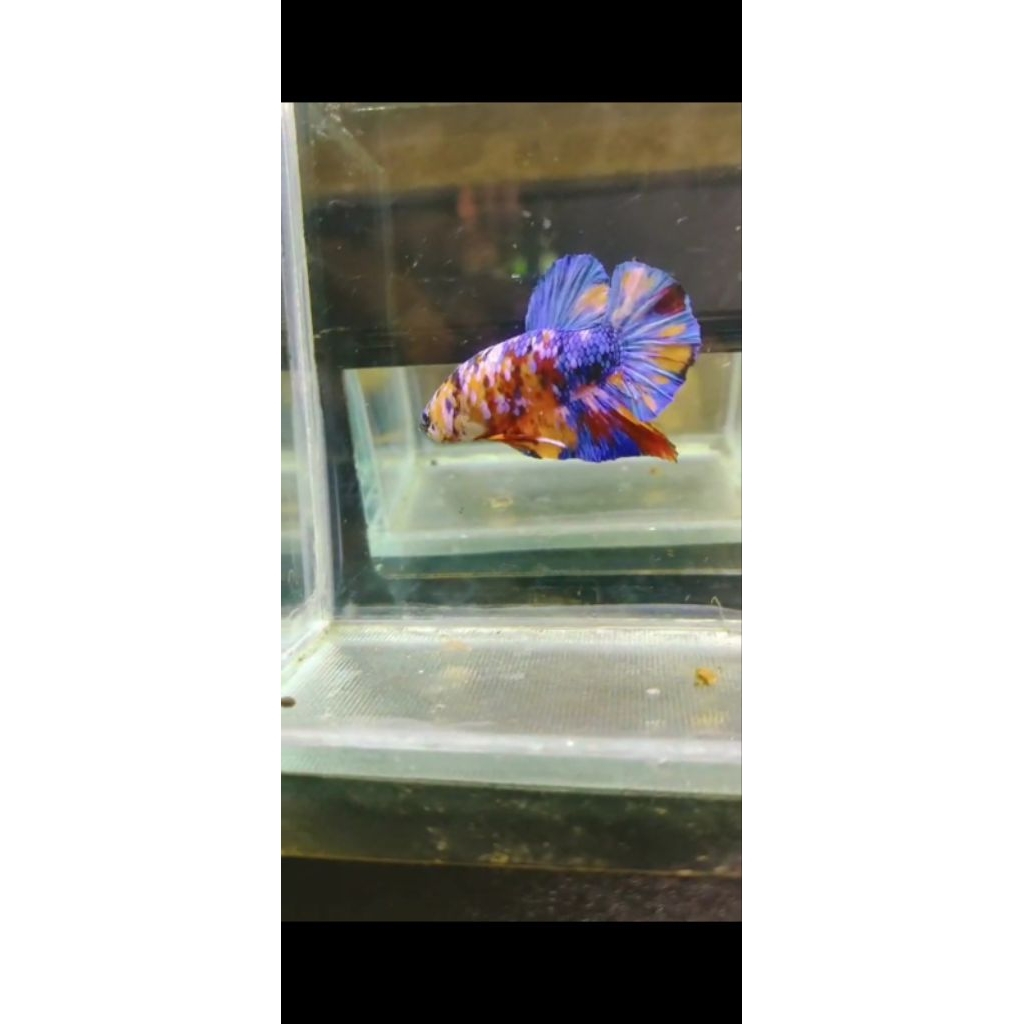 asesoris aquarium cupang