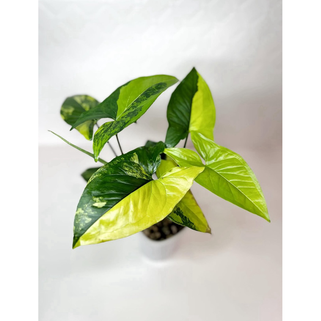 Syngonium yellow variegated