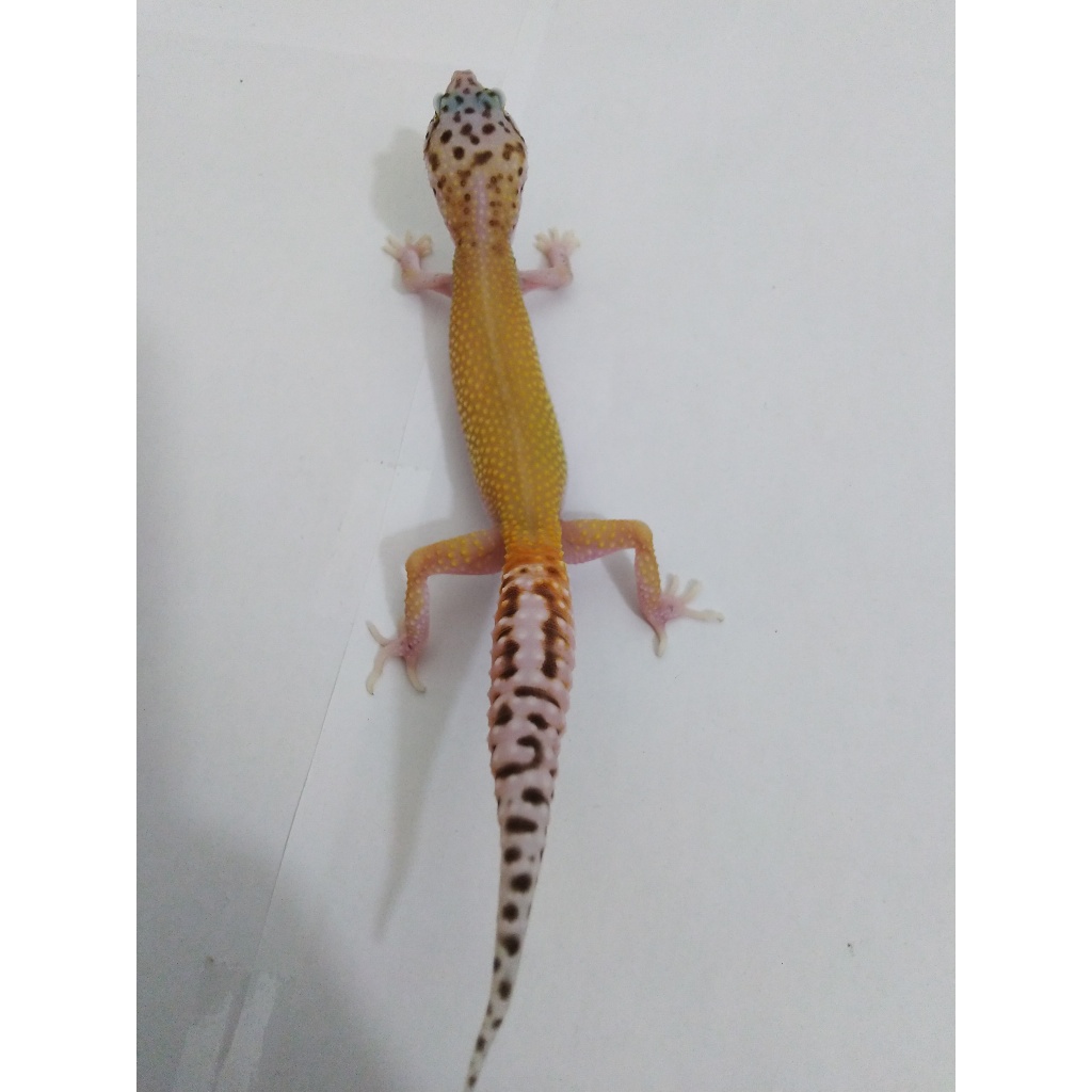 Mainan Gecko Super Hypo Mack Snow Eclipse
