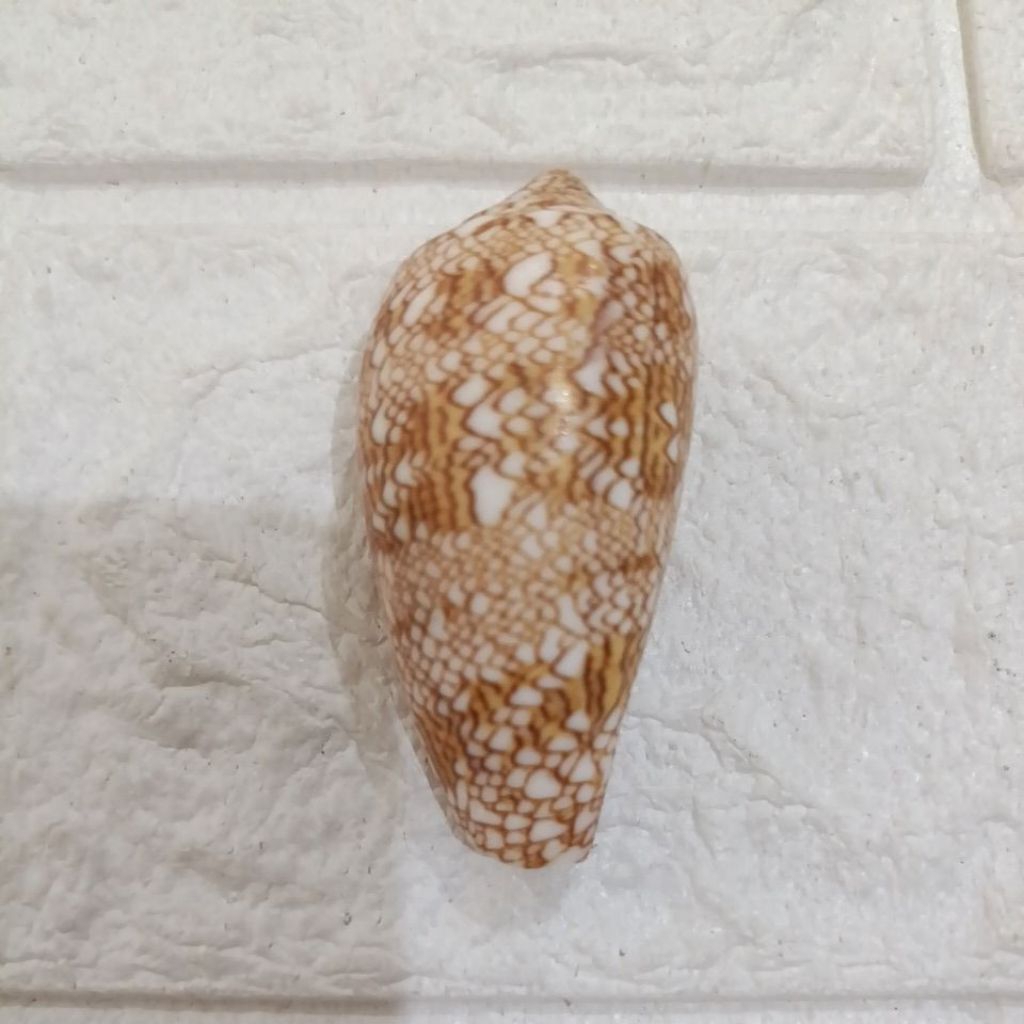 Jual Cangkang Kerang Conus Textile 5,8cm