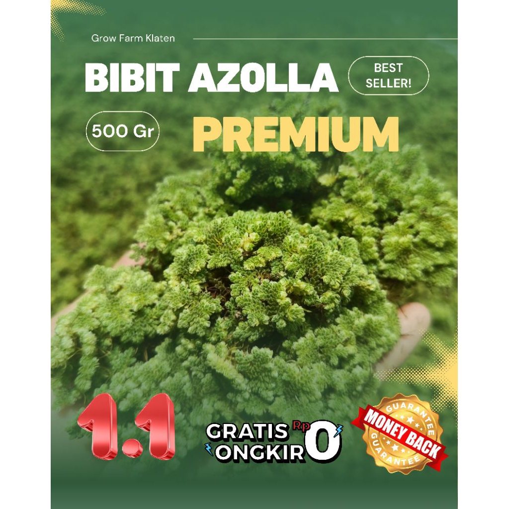 (500Gr) BIBIT AZOLLA PREMIUM / PAKAN ALTERNATIF TERNAK AYAM BEBEK IKAN KAMBING SAPI