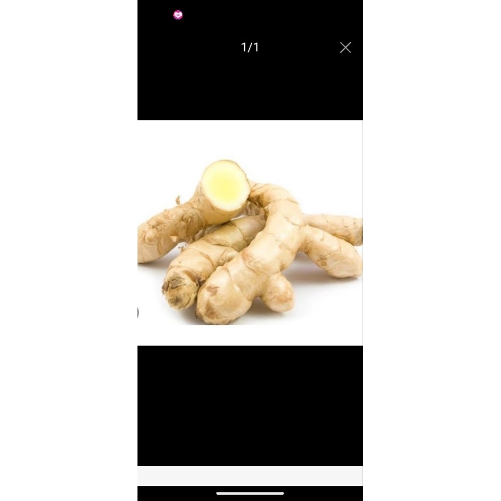 kunyit putih segar dan bersih asli alami 1000 gram