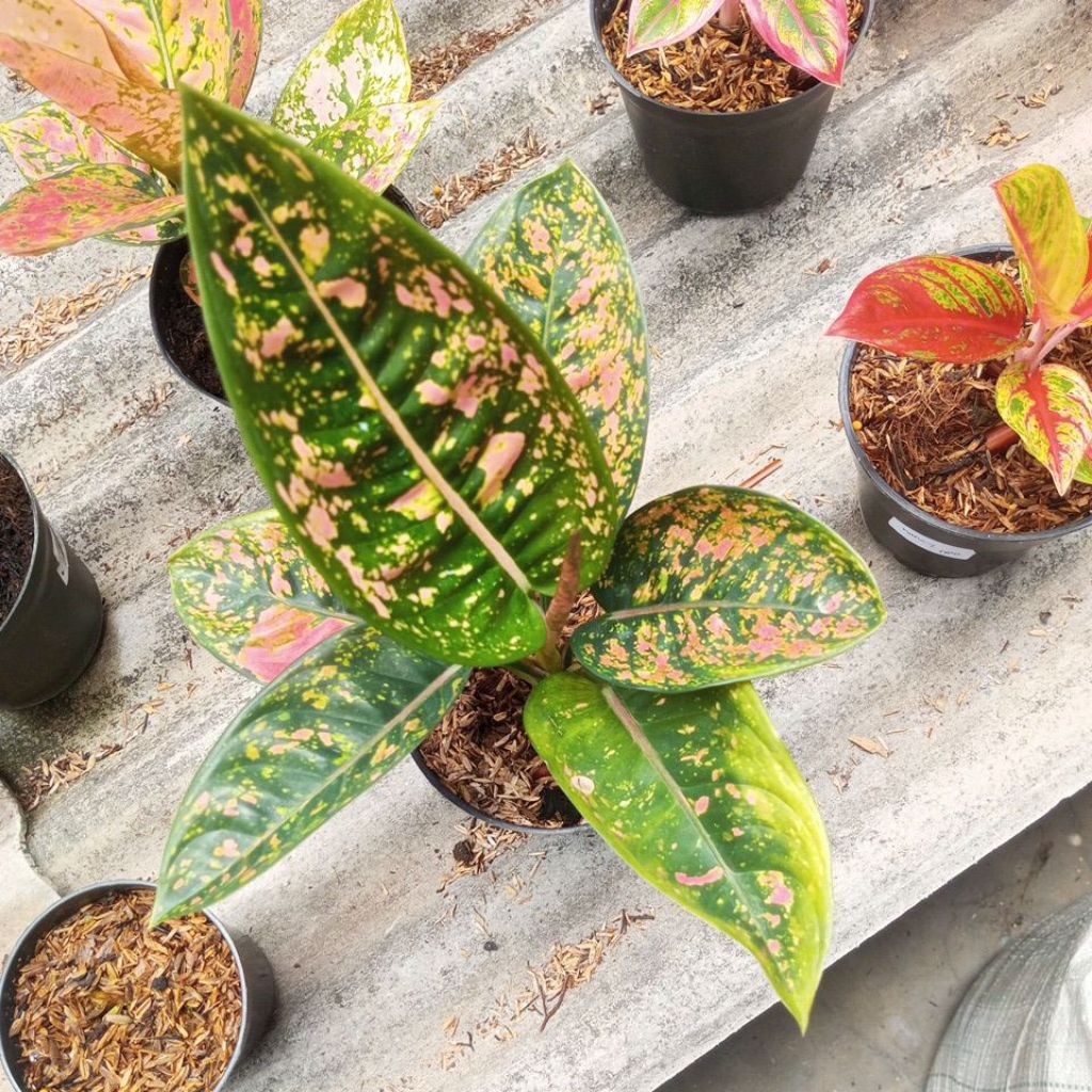 aglaonema RUBY COMPACTA