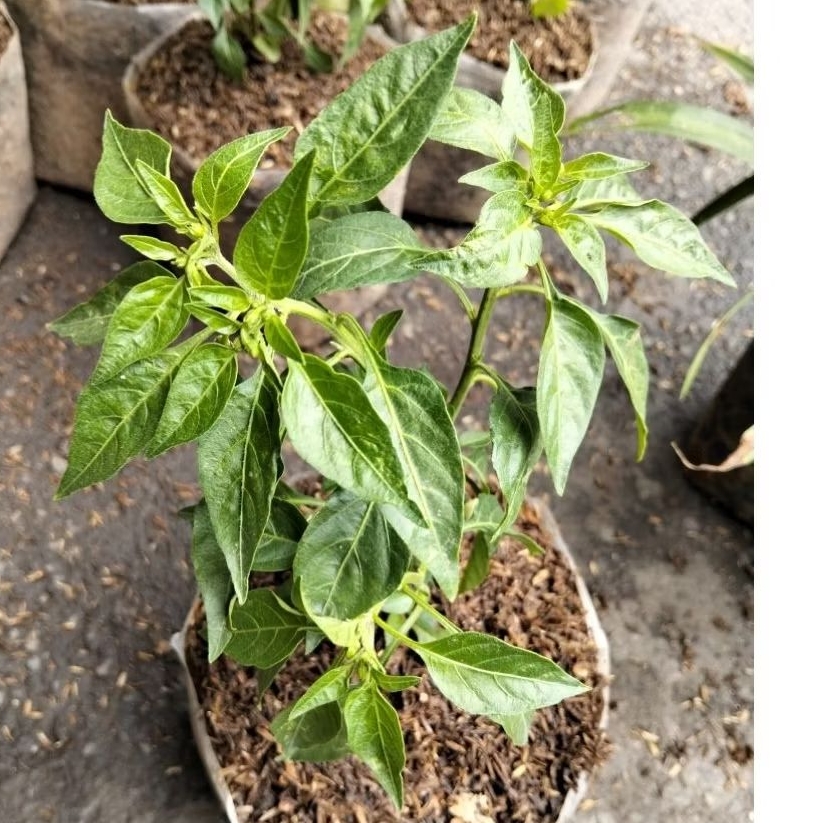 bibit tanaman cabai rawit premium