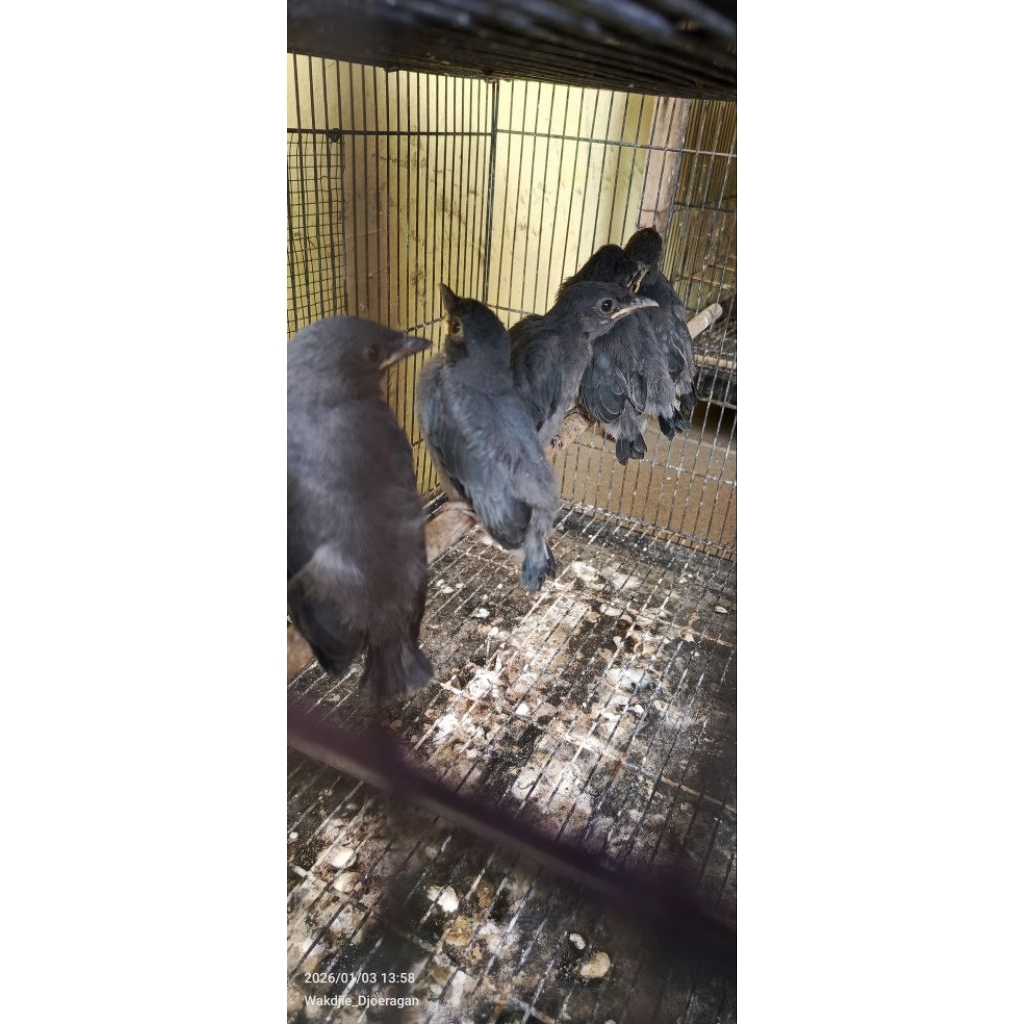 Anakan Srigunting Abu abu lokal Jawa timur