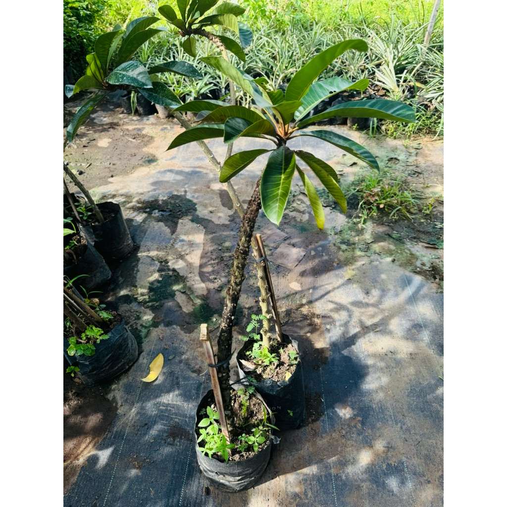 BIBIT SAWO JENIS MAMEY SAPOTE LORITO