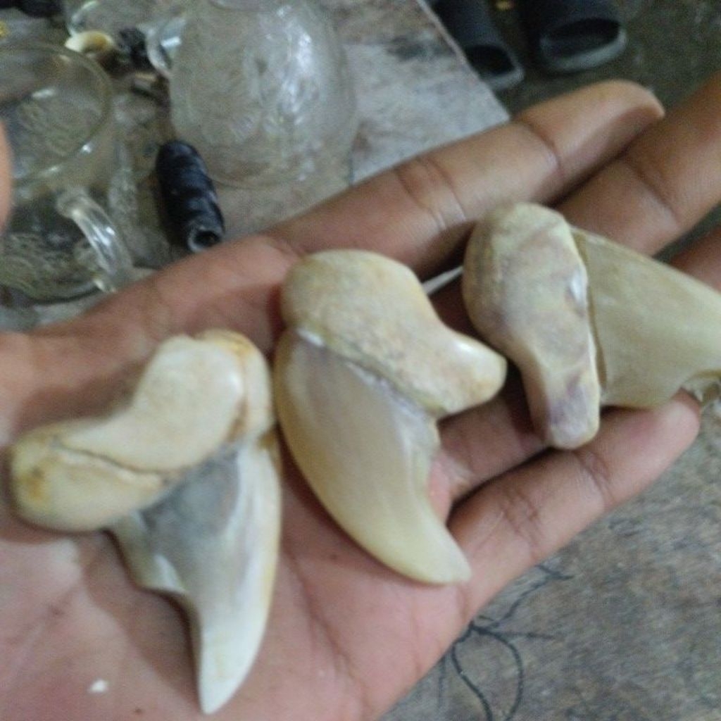 bandul liontin kuku mcn natural