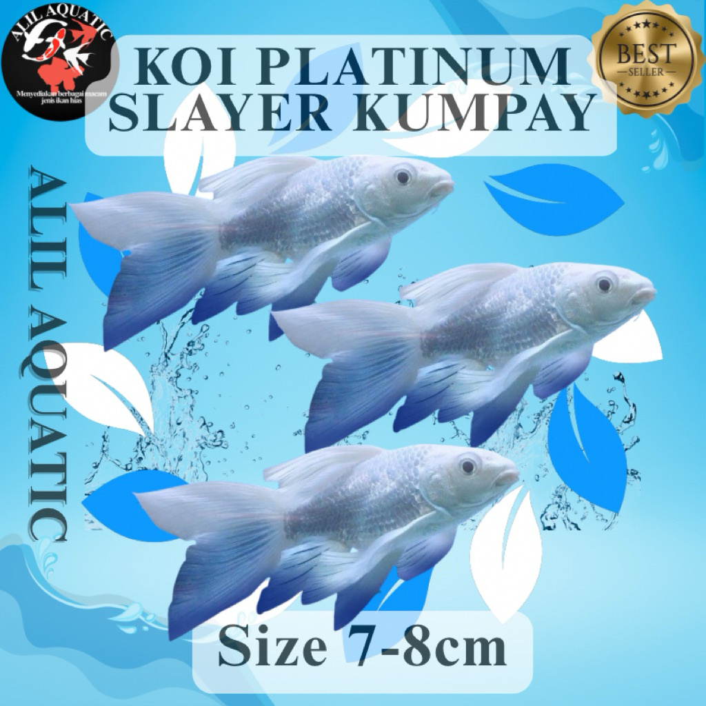 Koi Platinum Slayer Kumpay Size 7-8cm COD Bergaransi Pulau Jawa