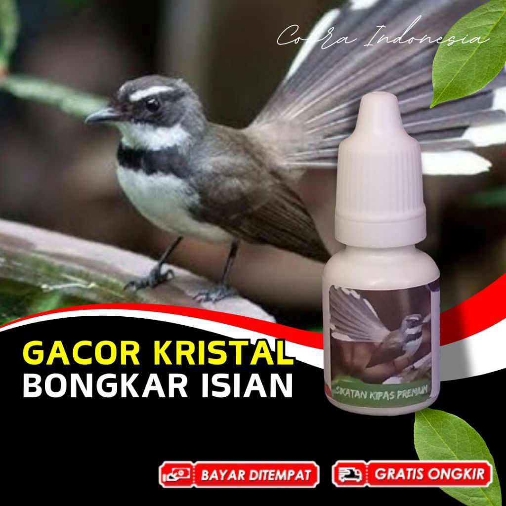 Vitamin Burung Sikatan Kipas