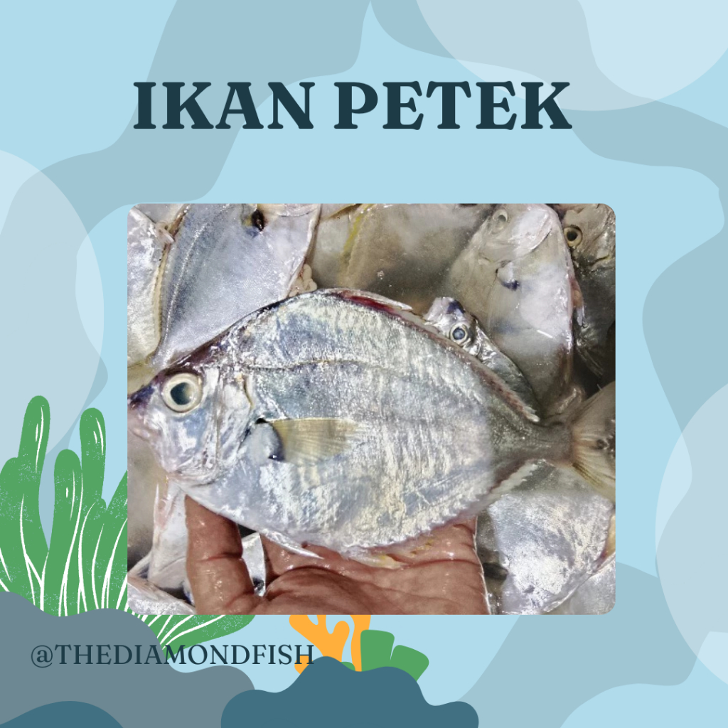 Ikan Petek 1Kg Ikan Petek Segar Seafood Ikan Laut Ikan Basah Ikan Segar 1Kg Makanan Laut