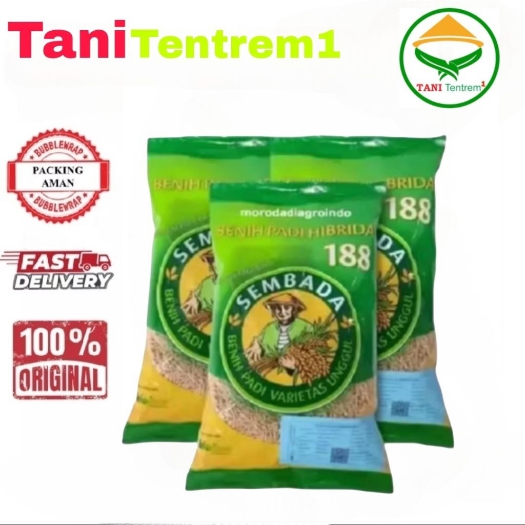 BENIH PADI HIBRIDA SEMBADA 188 VARIETAS UNGGUL Tanaman