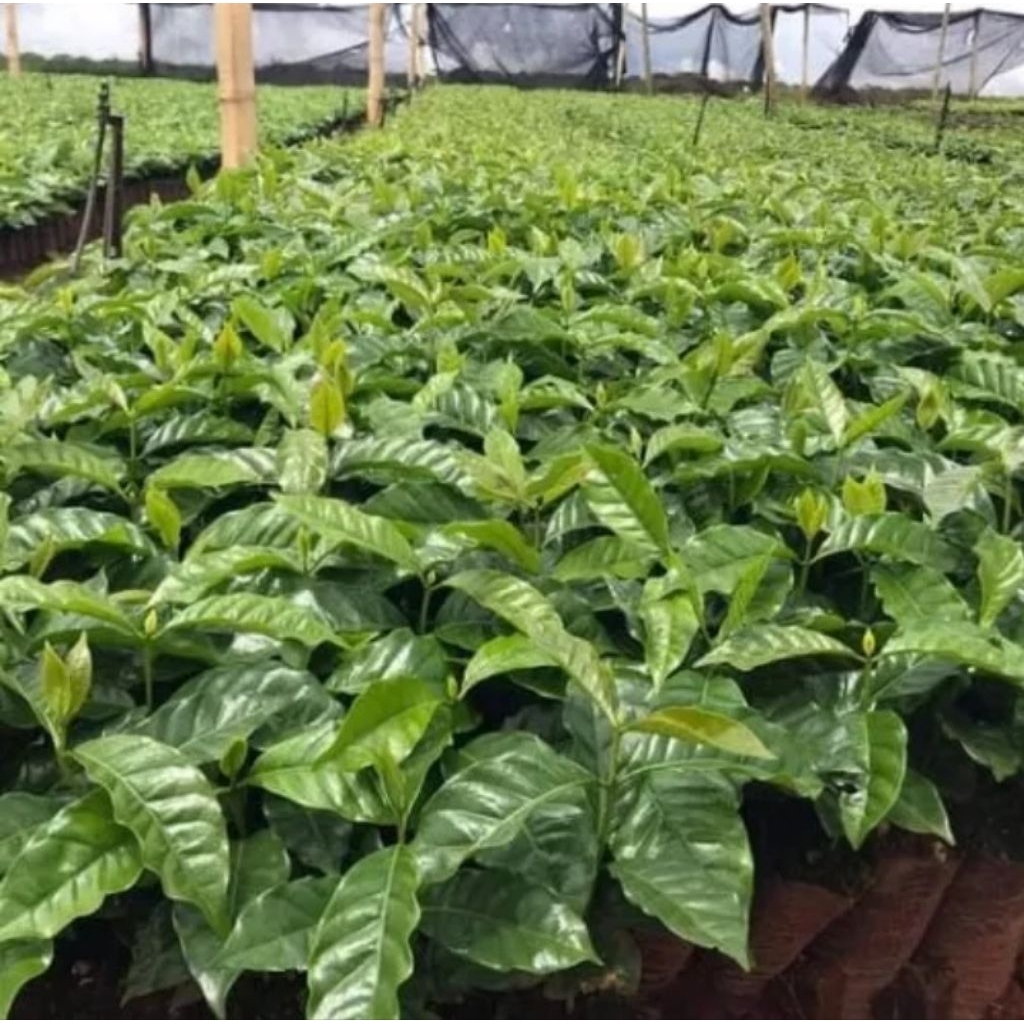 100 batang bibit kopi Arabika Ateng super