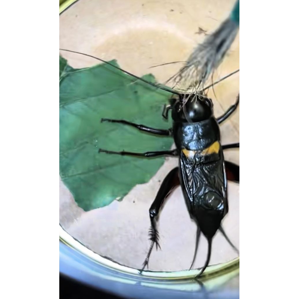 jangkrik kalung aduan/jangkrik adu/jangkrk kalung/jk/jangrik alam