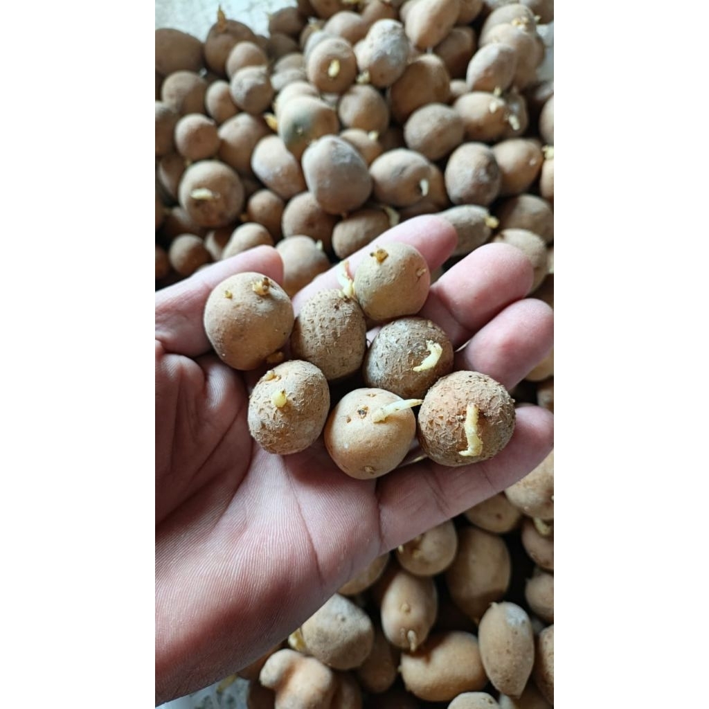 Bibit kentang G1 ukuran telur puyuh harga/butir