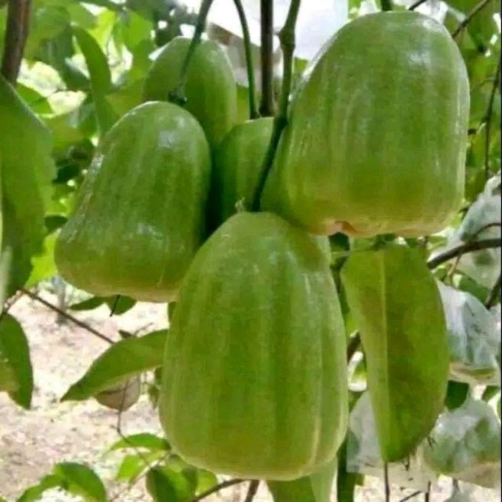 Promo Bibit Jambu Air Madu Super Green ( Beli 5 Gratis 1 ) Minimal Pembelian 4