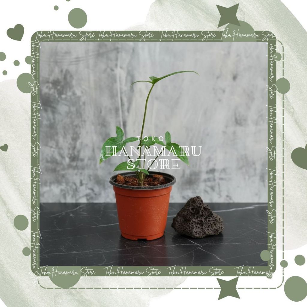 Alocasia Cyrtosperma Cuspidispathum Tanaman Hias Alocasia