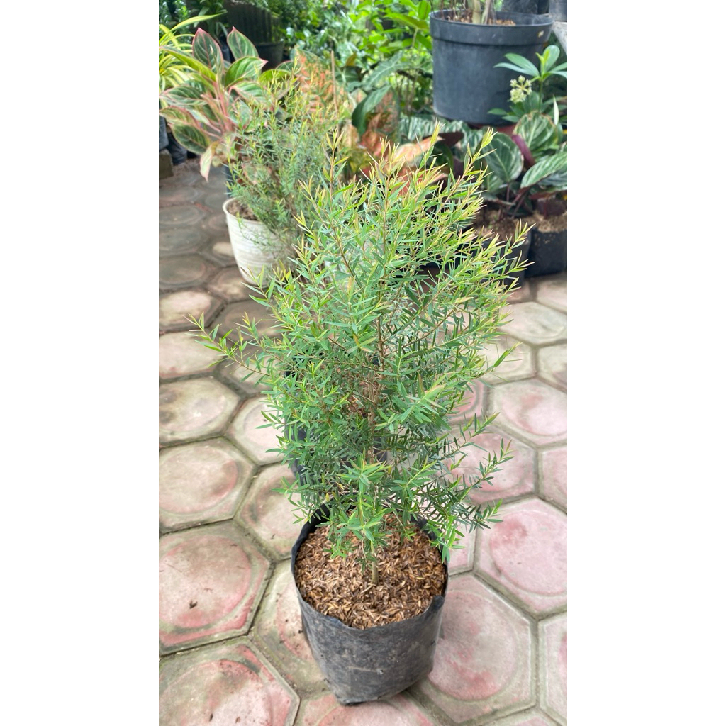 .by_nnine | Tanaman Minyak Kayu Putih Micro | Minyak kayu Putih Micro | Kayu Putih Micro | Kayu Puti