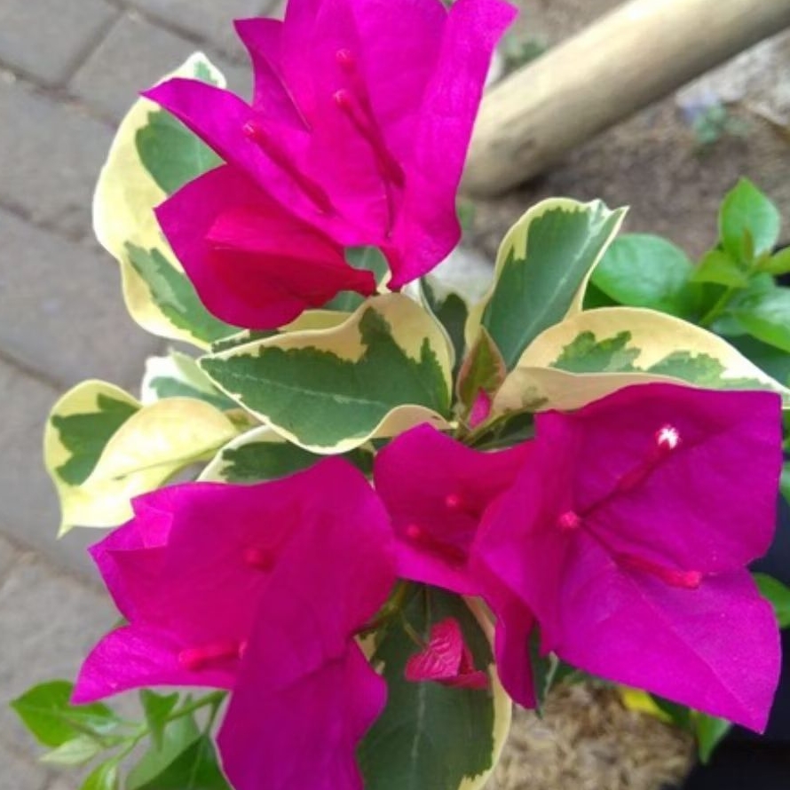 Bougenville sambung Varigata bunga Ungu