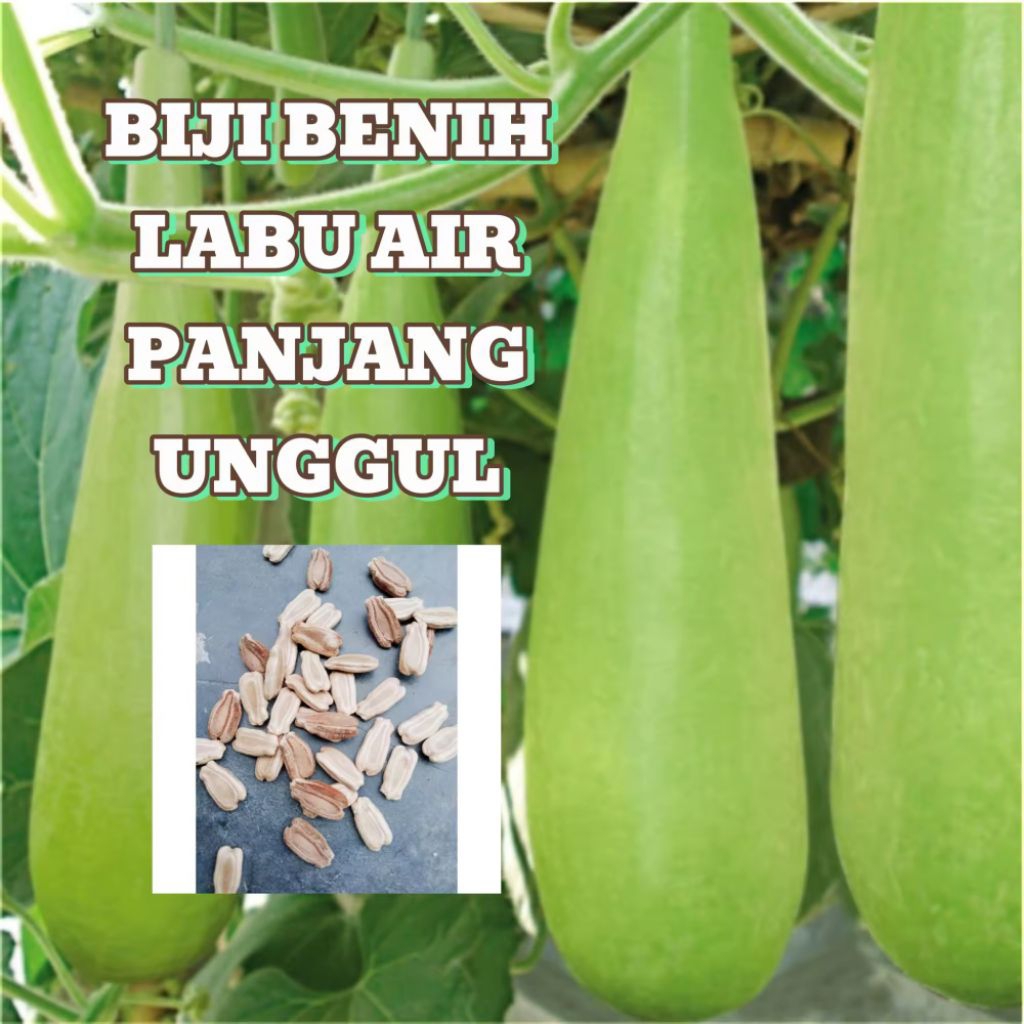 25 biji benih labu air benih sayuran siap tanam