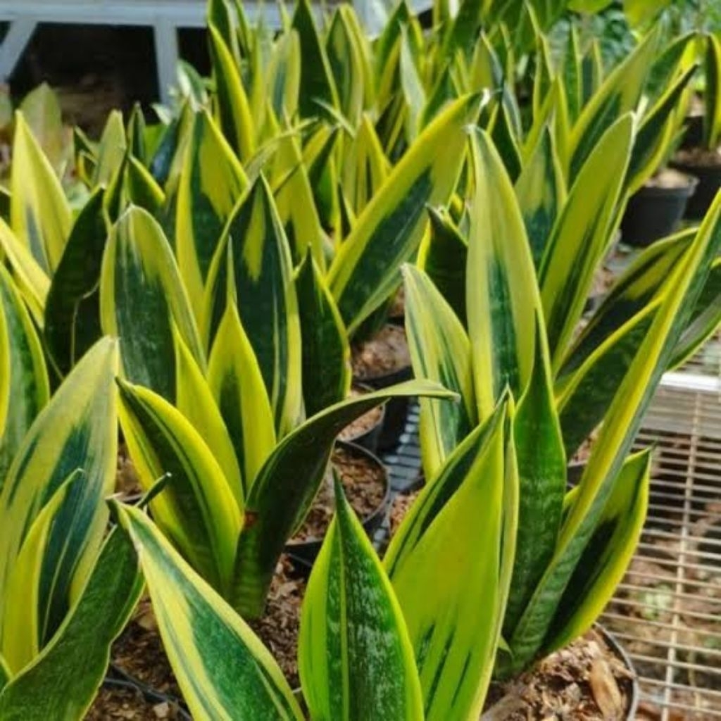 Sansevera Sansevieria Golden Flame dewasa