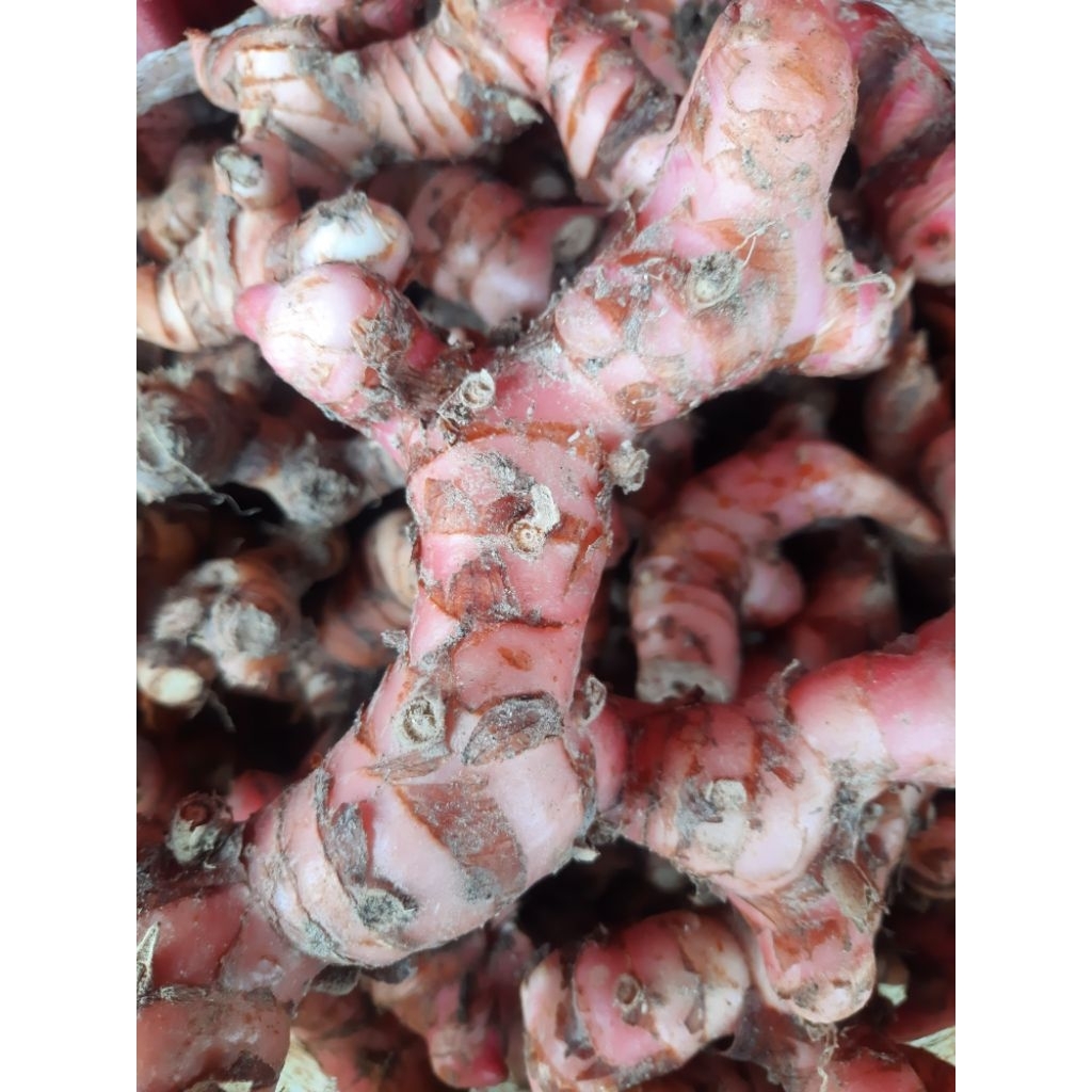 LENGKUAS/ LAOS MERAH FRESH 1 KG