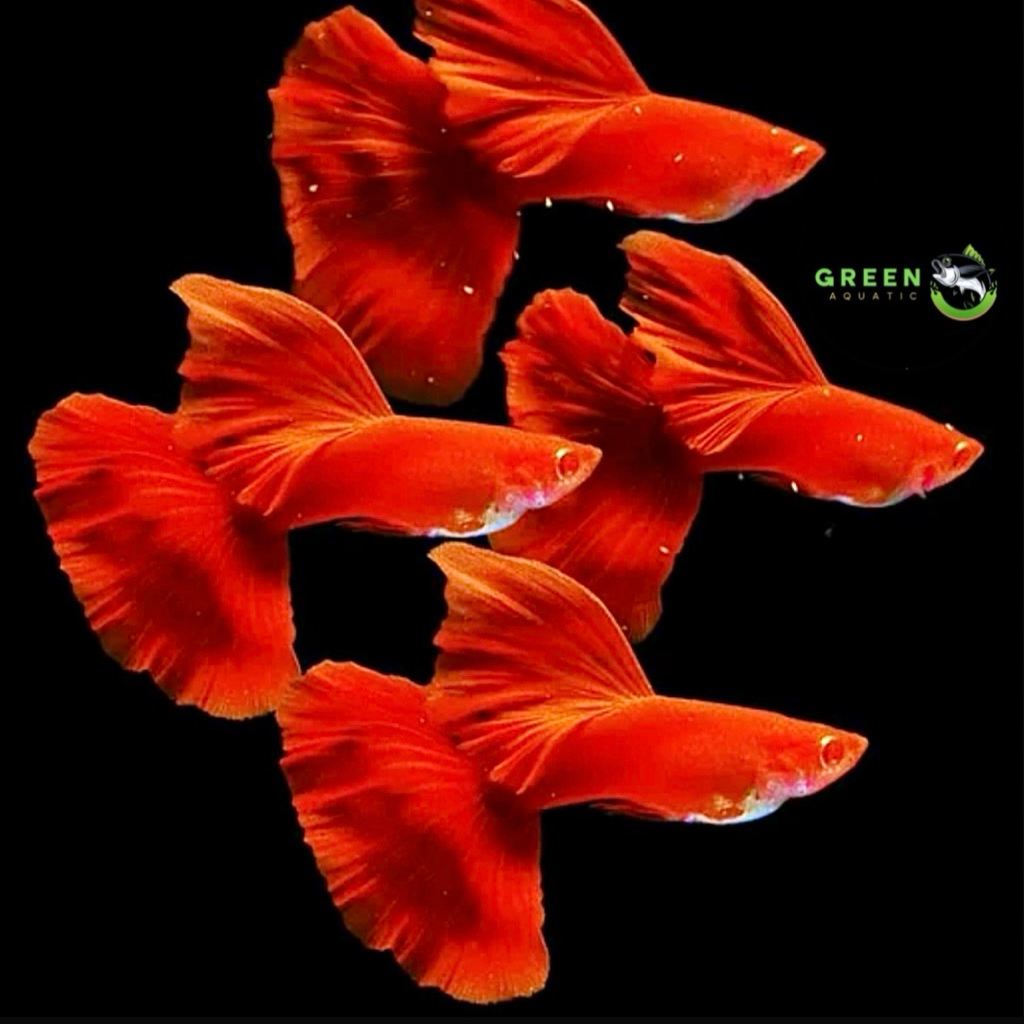 HIASAN AQUARIUM  GUPPY AFR BIG DORSAL