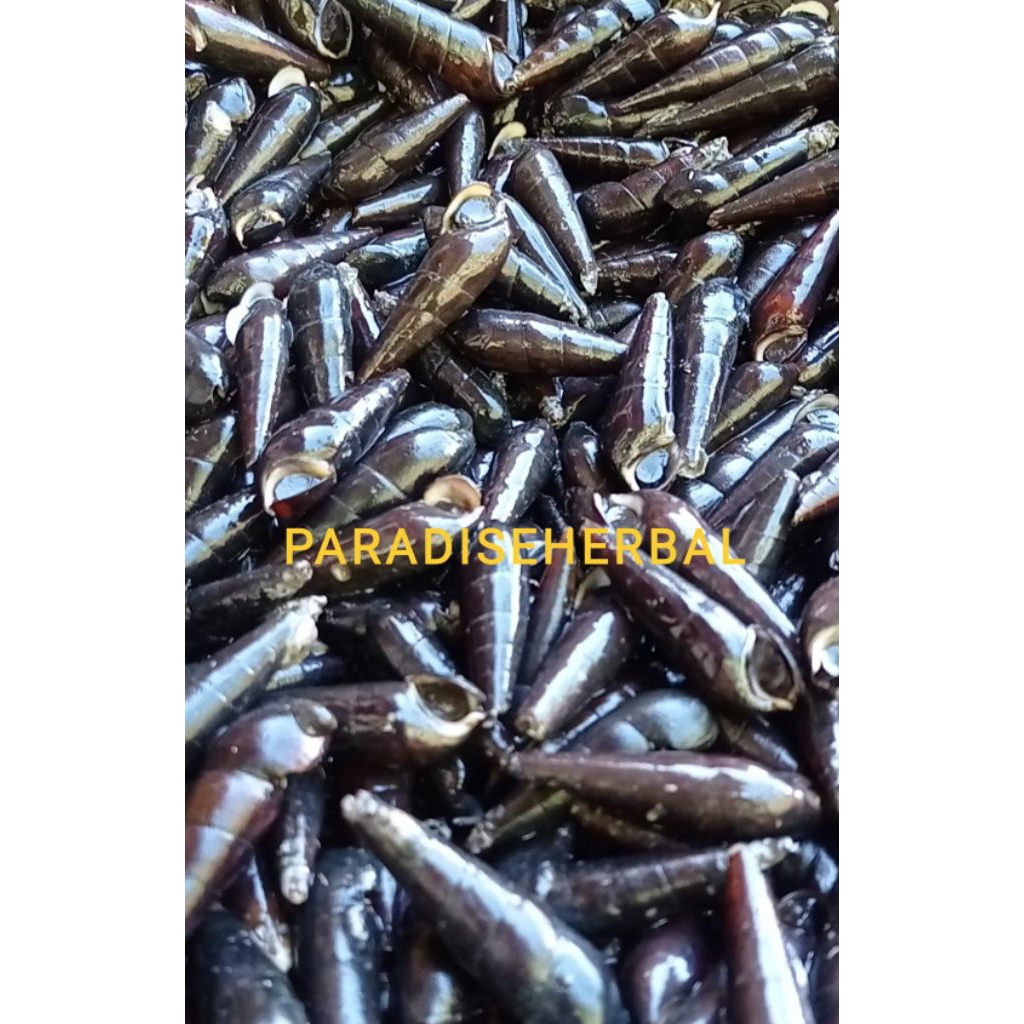 susuh/siput laut per1kg