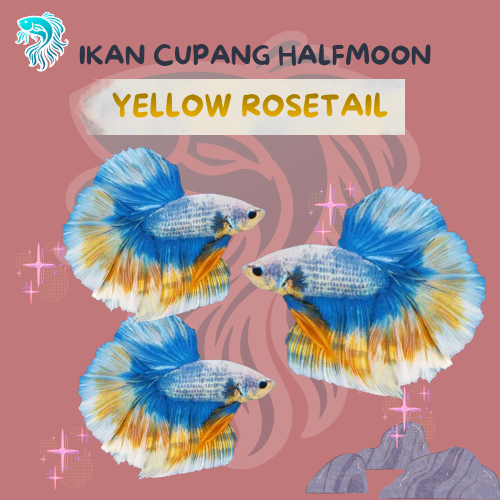 IKAN CUPANG HALFMOON YELLOW ROSETAIL (REAL PICT)