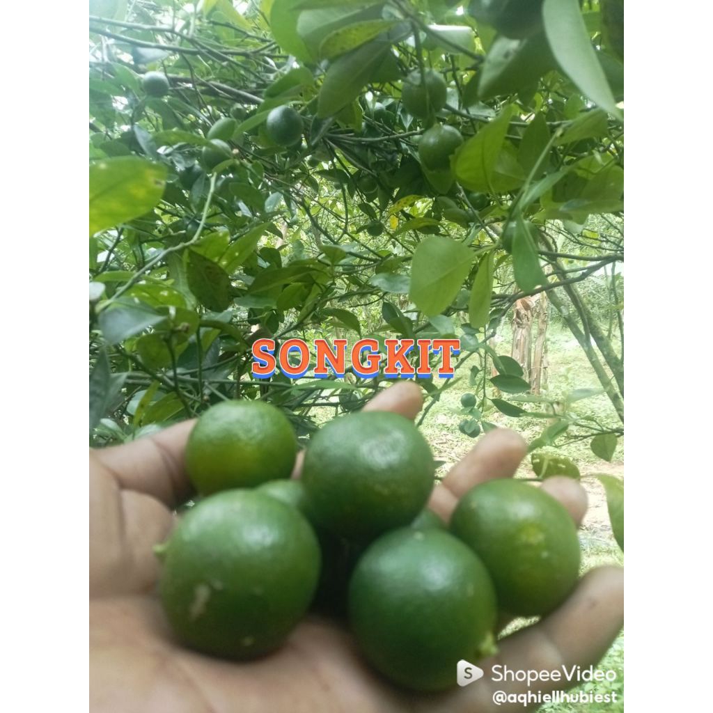 jeruk sonkit /kastury kiamboy ukuran BESAR1kg