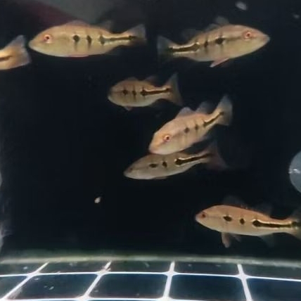 Pbass orinoco cod bergaransi