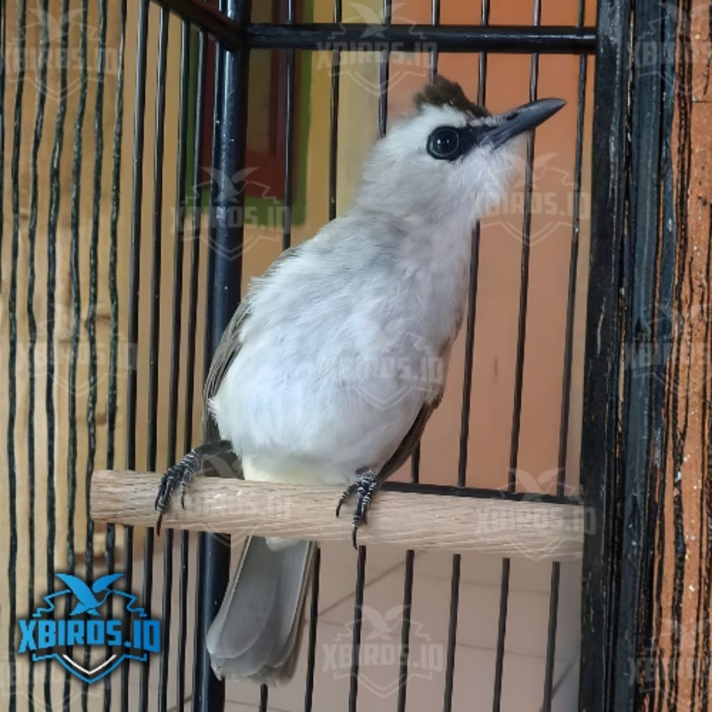 TRUCUKAN GACORAN | RAJIN | BAHAN