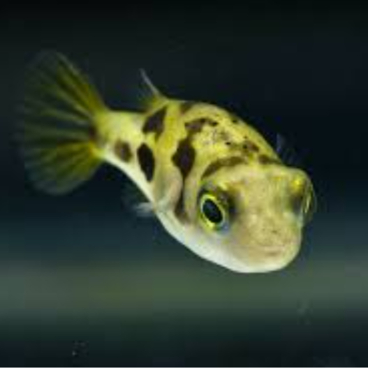 Mini puffer fish | ikan buntal mini/ikan aquascape pembasmi keong hama | ikan hias aquascape