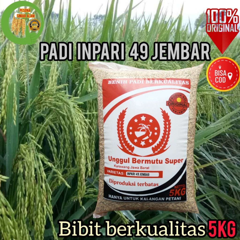 BIBIT PADI INPARI-49 JEMBAR SUPER 5Kg PRODUKSI TINGGI BERAS SUPER