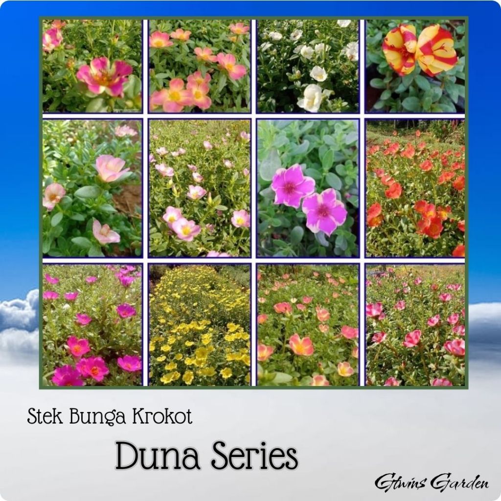 3 Stek Bibit  Bunga Krokot Daun Bulat Duna Warna Warni