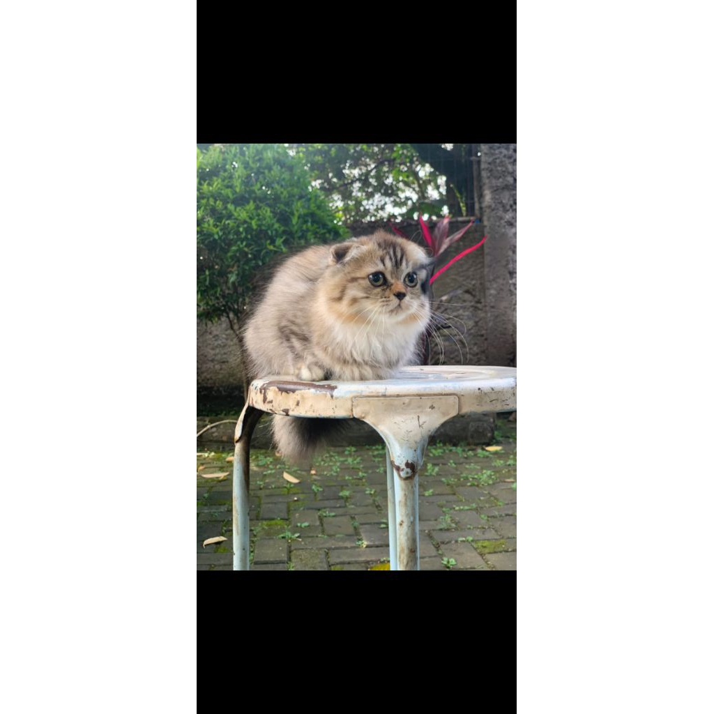 kucing betina gaelic highland 3 bulan bulu panjang