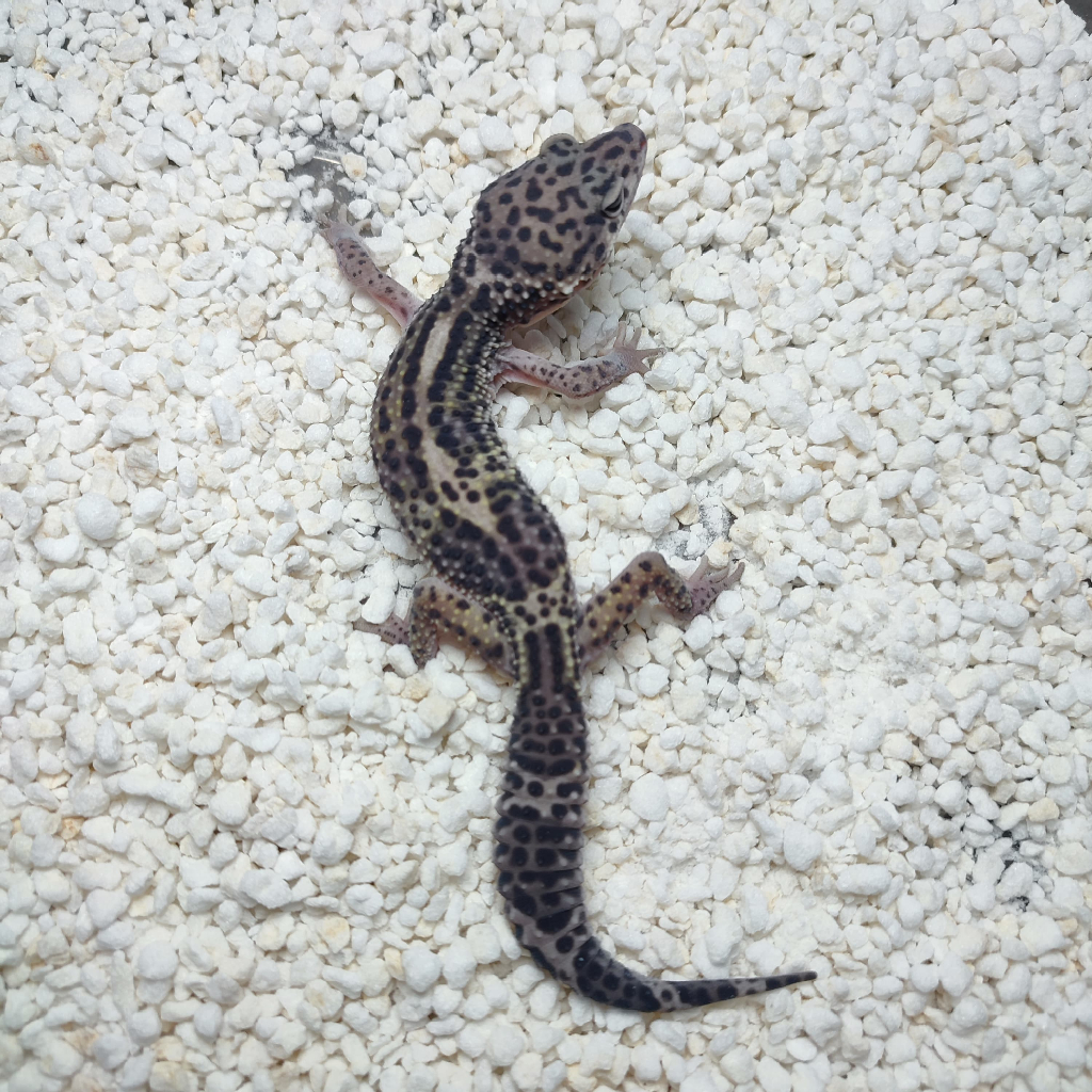Leopard Gecko - MSE h Tremper